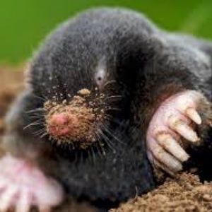 Meet your Posher, Rubi